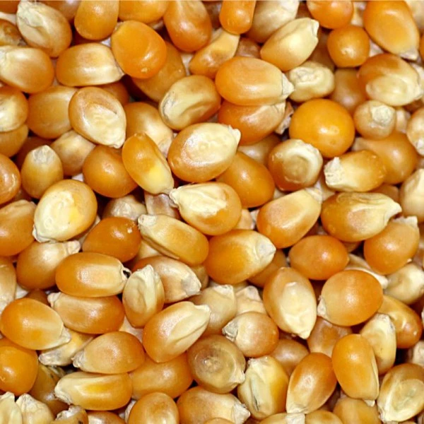 Maïs Pop Corn 25kg - Legumor