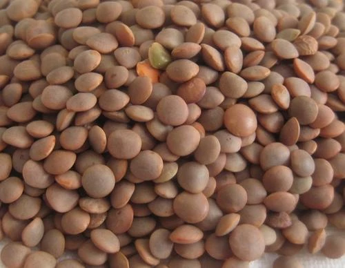整粒红扁豆 25 公斤 - Legumor